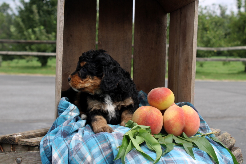 puppy, for, sale, Mini Bernedoodle F2, Matthew B. Stoltzfus, dog, breeder, Gap, PA, dog-breeder, puppy-for-sale, forsale, nearby, find, puppyfind, locator, puppylocator, aca